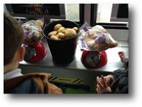 KS1 potatoes