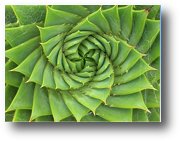 cacti spirals1