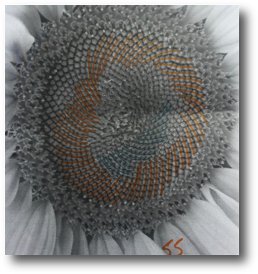 sunflower count1